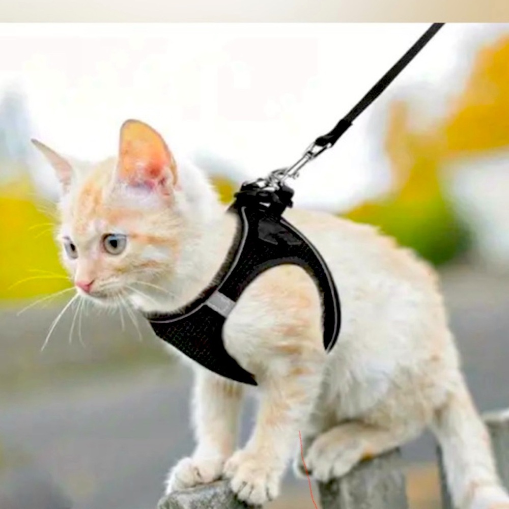 NWT 🐈Adjustable Harness & Leash Set kittens/small cats/Great for outside🐈‍⬛
